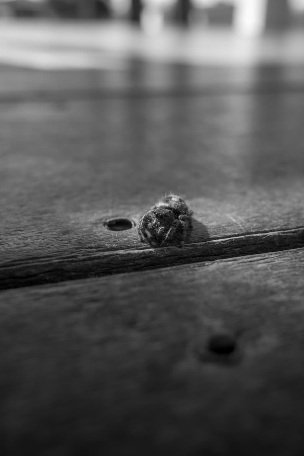 A single nail head sits in sharp focus along a weathered fence rail.