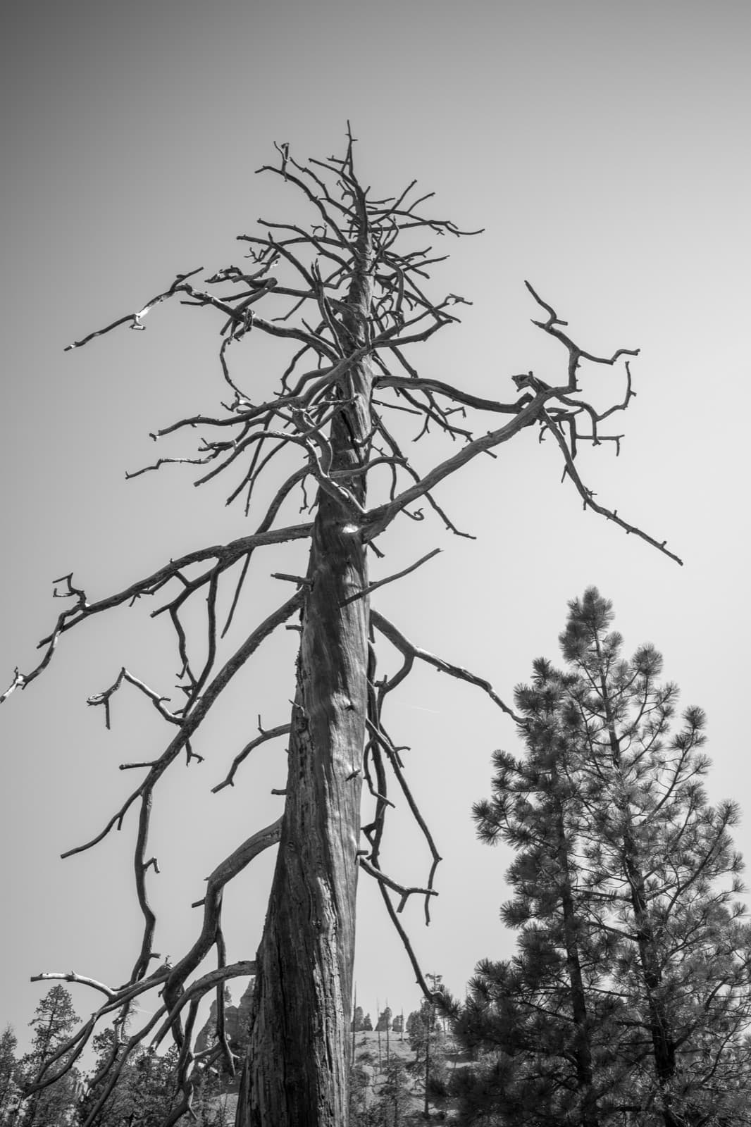 A bare, twisted pine reaches into the sky beside a living tree.
